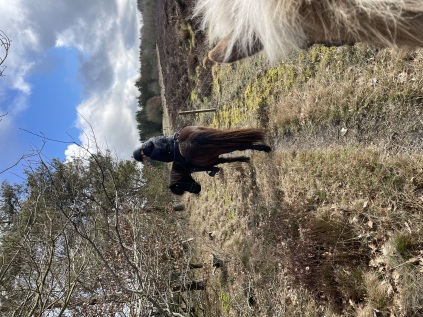 Turridning, lej en hest, ridetur, ridning, heste, islænderridning, ride, islænder