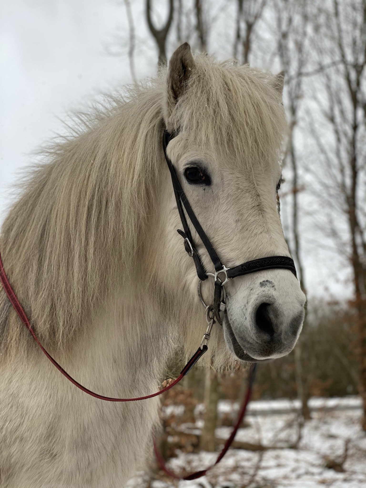 Turridning, islændere, islandskhest, lej en hest, udlejning, ridning, hest, ridetur,